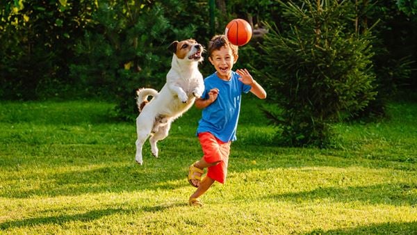 action shot of jack russel dog jumping for ball while young boy smiles gleefully in background